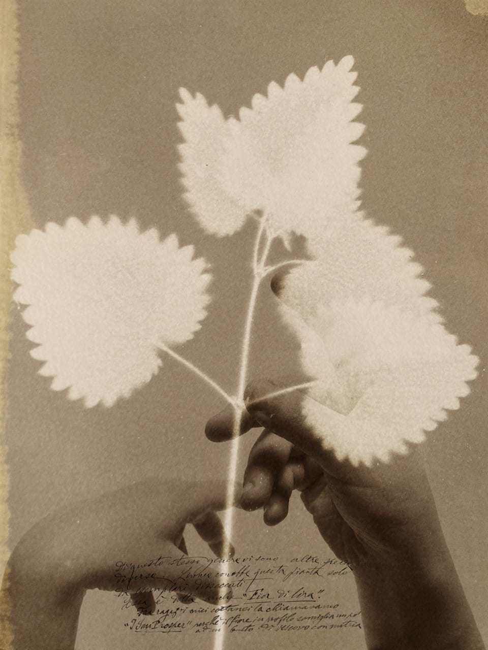 Herbarium, Alessandra Calò