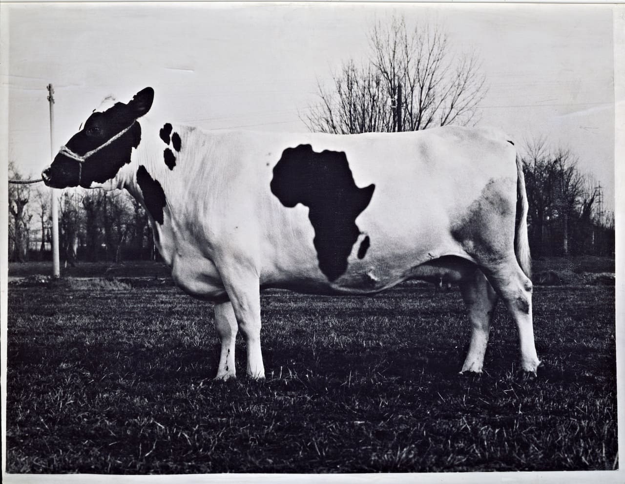 Claudio Parmiggiani Tavole zoogeografiche 1968-1971 Emulsione fotografica su supporto tessile 126 × 178 x 3 cm Courtesy L’artista e Collezione Maramotti, Reggio Emilia