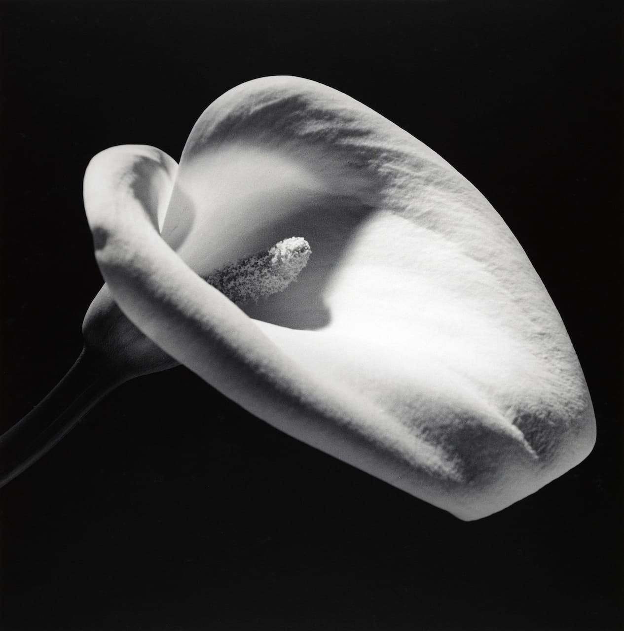 Calla Lily, 1984 copyright © Robert Mapplethorpe Foundation
