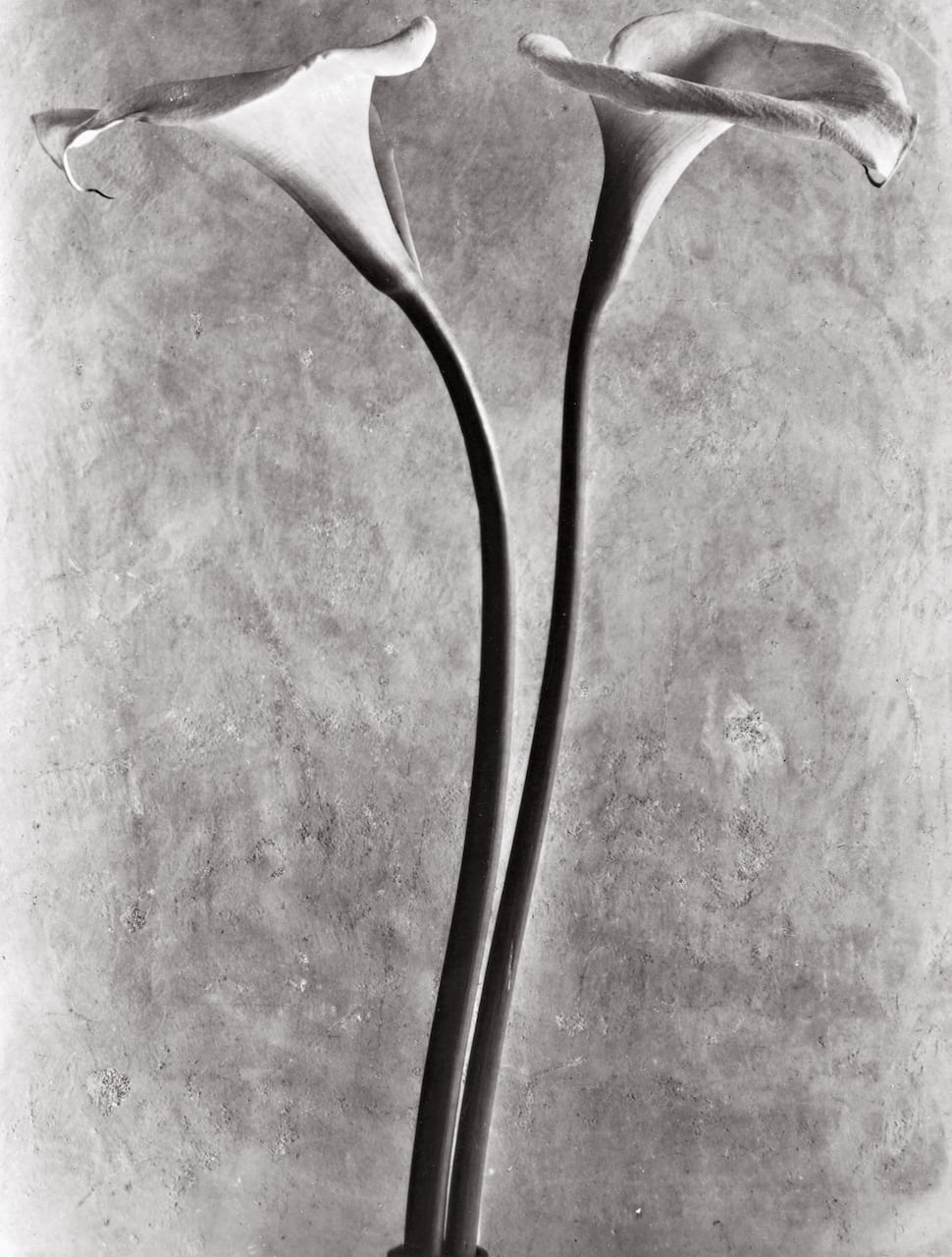 Tina Modotti, Calla Lilies, Città del Messico, 1925
