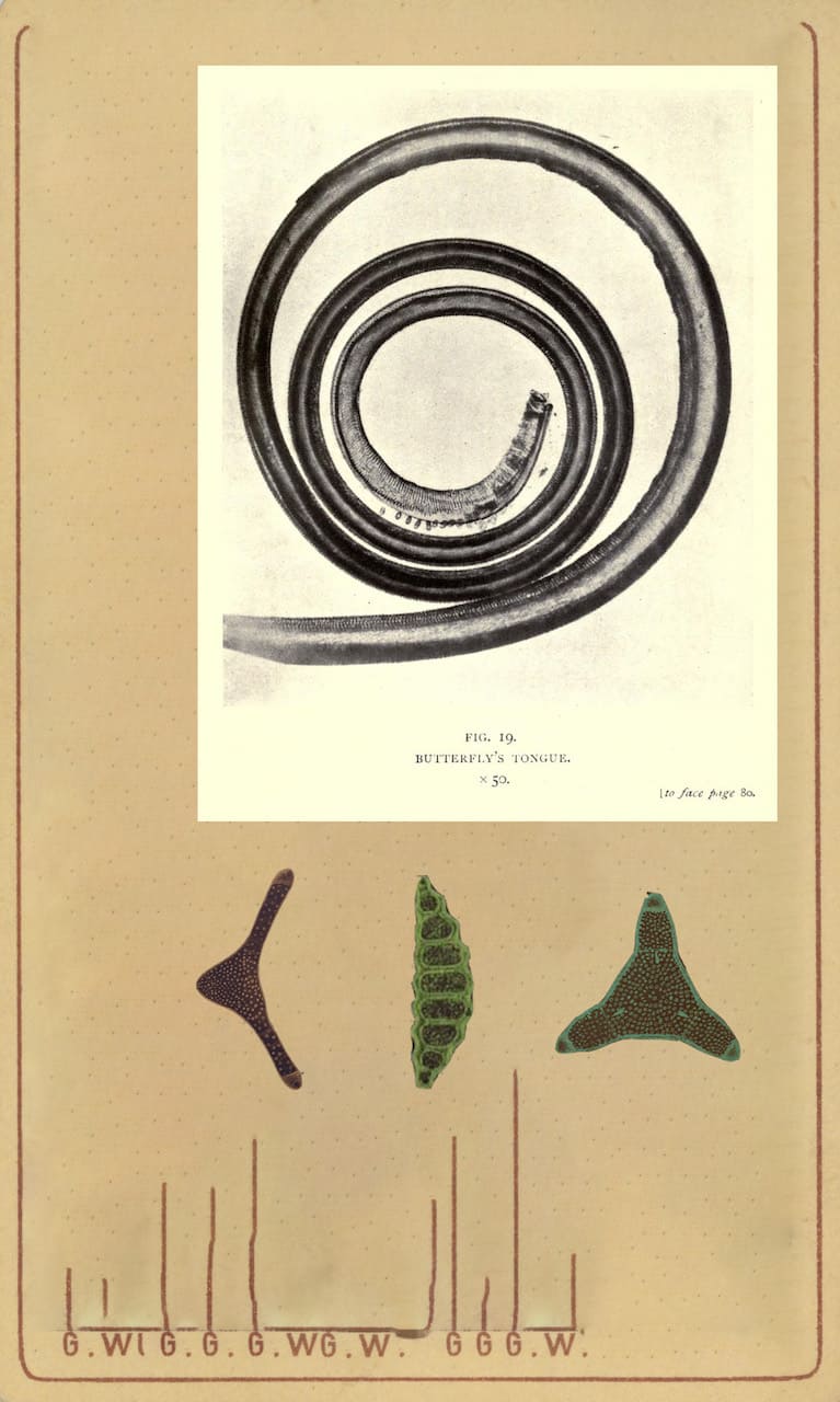 Giovanna Petrocchi Flora e fauna #8, dalla serie Archivio di G., 2023 © l’artista