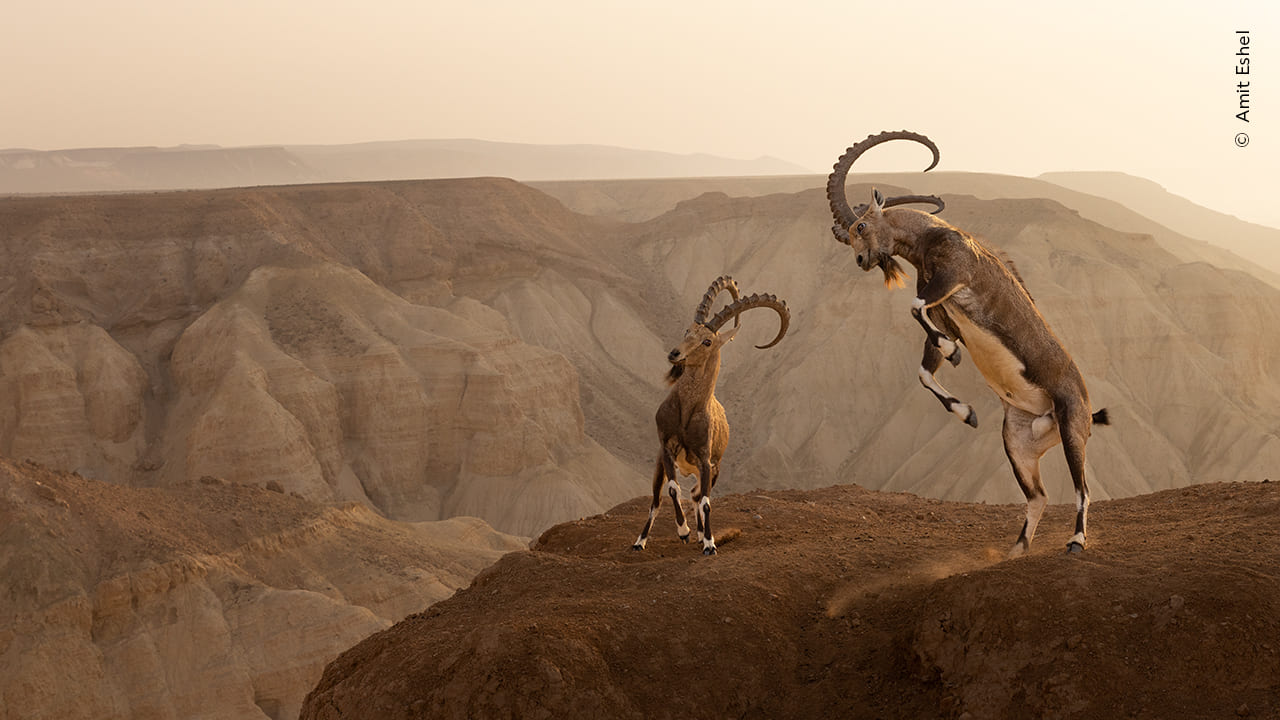 Life on the edge by Amit Eshel, Israel Winner, Animals in their Environment, Wildlife Photographer of the Year
