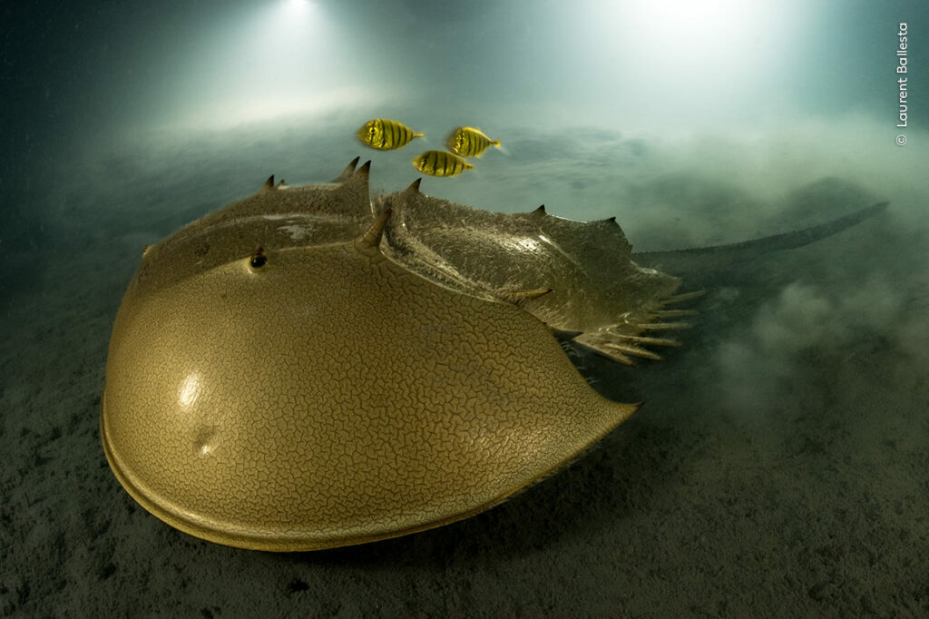 The ancient mariner by Laurent Ballesta, France Winner, Portfolio Award, Wildlife Photographer of the Year