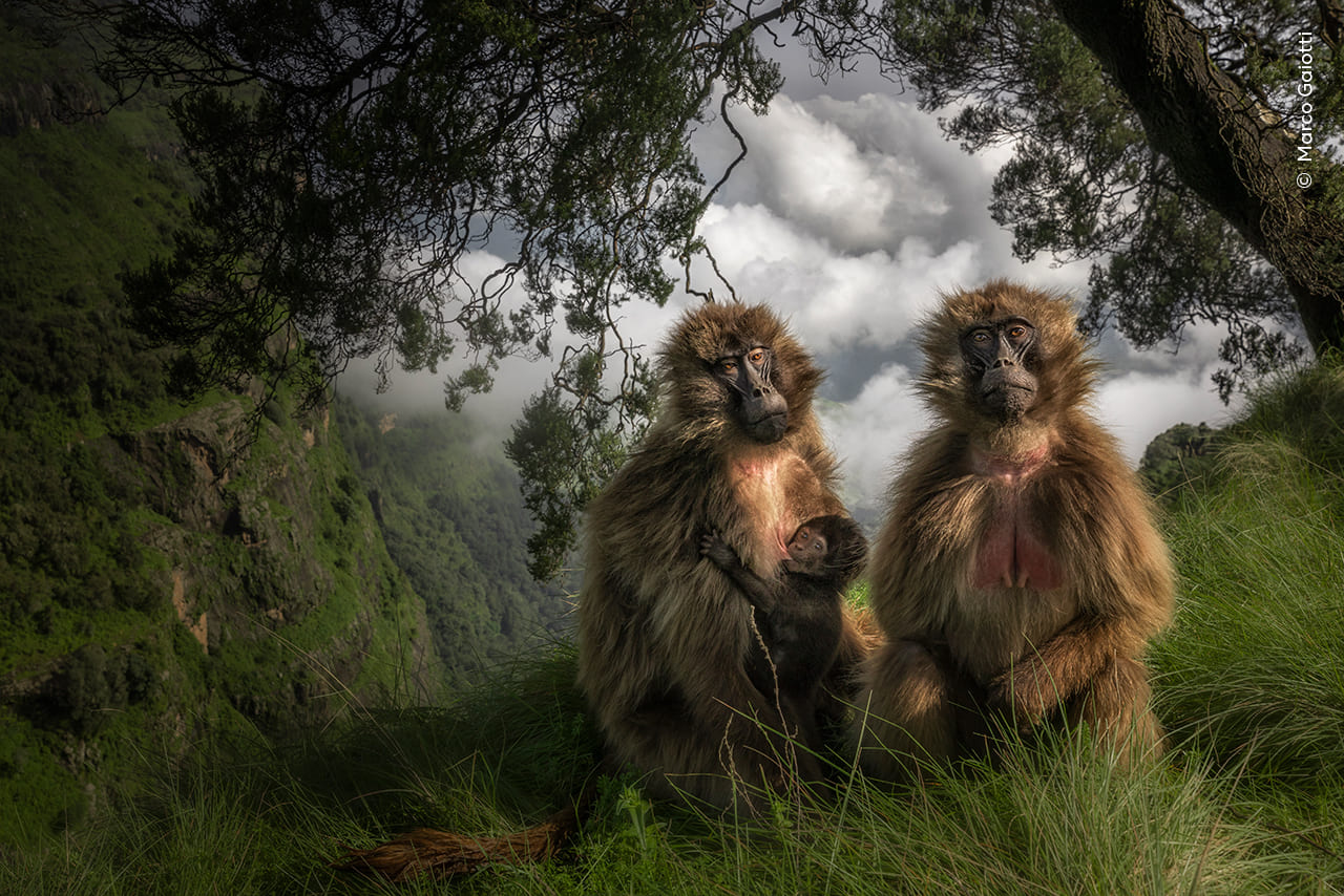 The Grassland Geladas by Marco Gaiotti, Italy, Wildlife Photographer of the Year People’s Choice Award