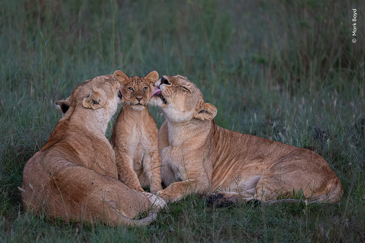 Shared Parenting by Mark Boyd, Kenya, Wildlife Photographer of the Year People’s Choice Award