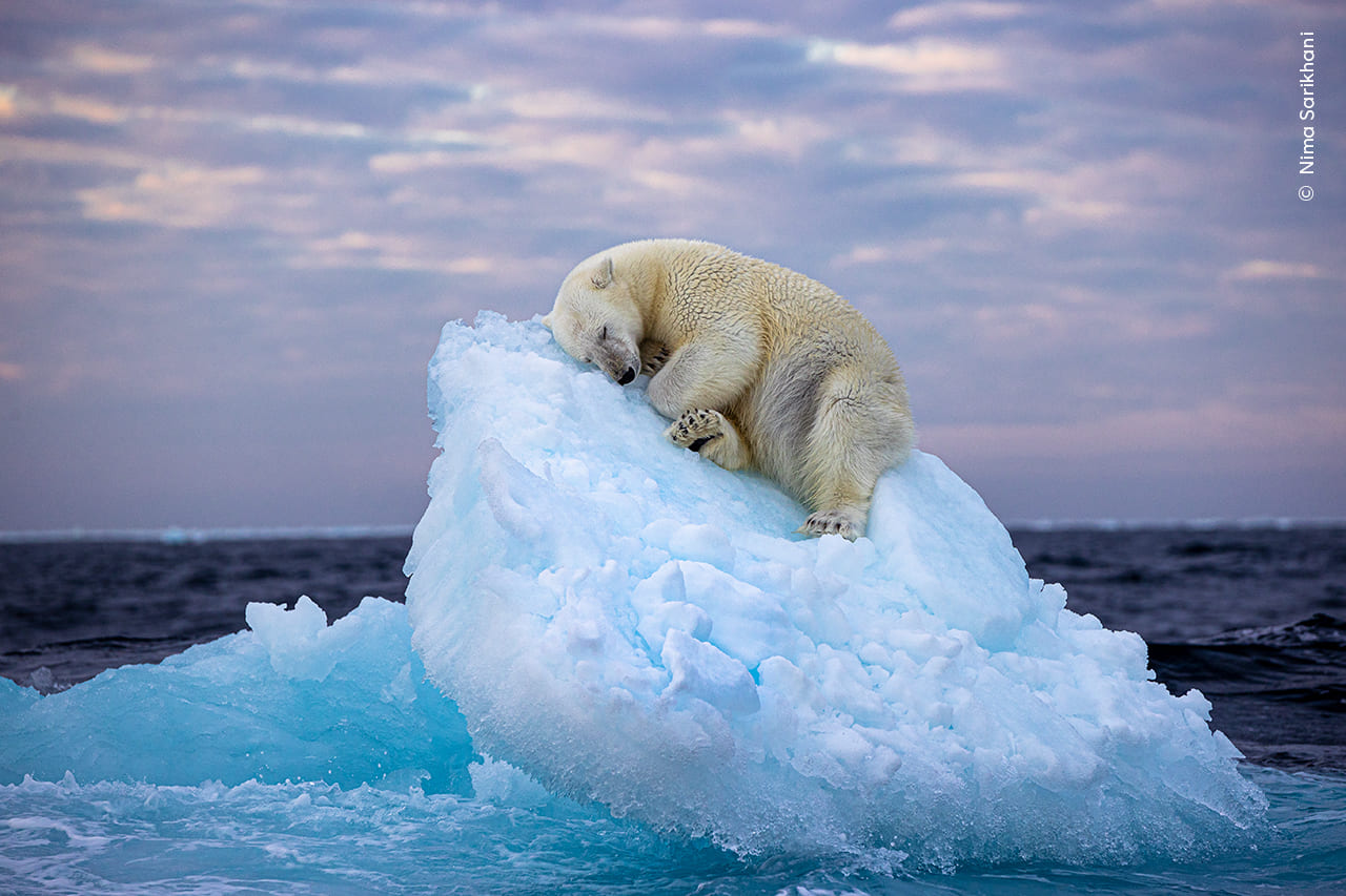 Ice Bed by Nima Sarikhani, UK, Wildlife Photographer of the Year People’s Choice Award