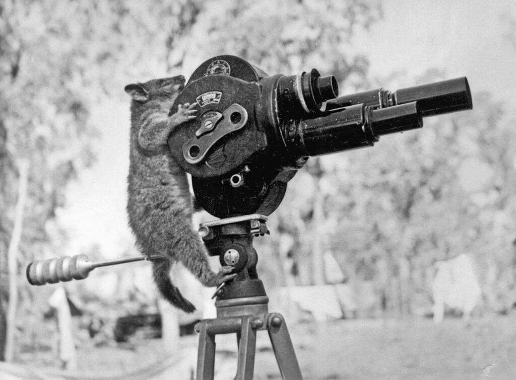 Harold George Dick, Untitled, Australia Northern Territory, 13 August 1943. Source Australian War Memorial. From “Shifters” by Marta Bogdańska